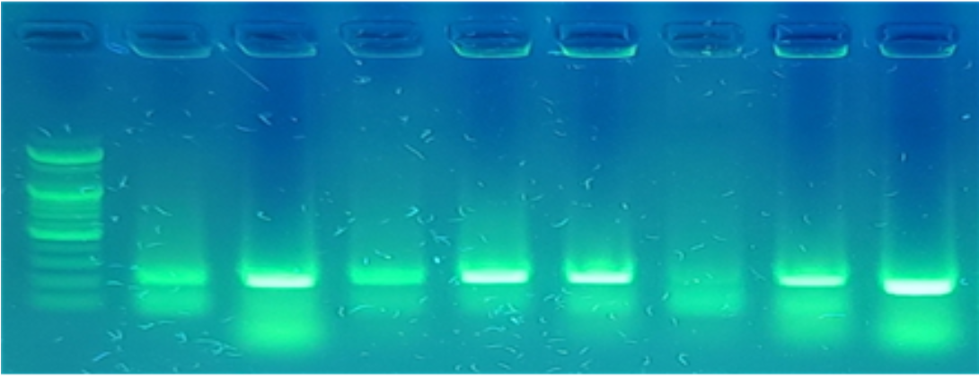 손으로 하는 PCR